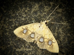 Nosophora semitritalis