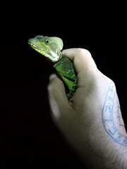 Basiliscus galeritus