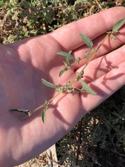 Atriplex suberecta