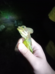 Basiliscus galeritus