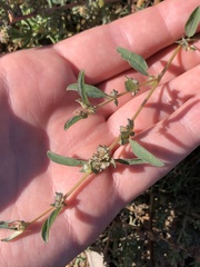 Atriplex suberecta