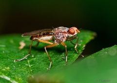 Norellia spinipes