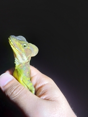 Basiliscus galeritus