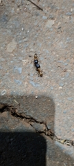Camponotus atriceps