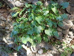 Campanula