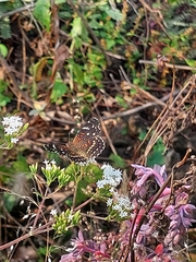 Anthanassa texana texana