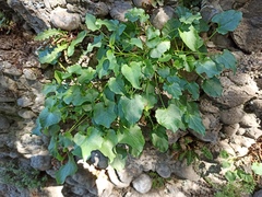 Campanula