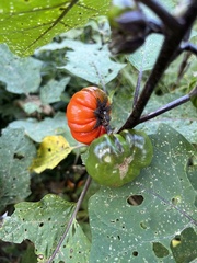 Solanum aethiopicum