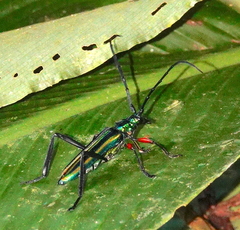 Mionochroma vittatum