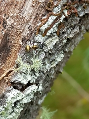 Polyrhachis rufifemur