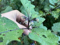 Solanum aethiopicum