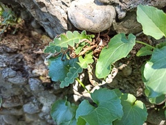 Asplenium ceterach