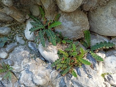 Asplenium ceterach