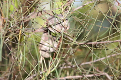 Hakea rostrata