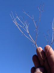 Eriogonum esmeraldense