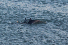 Tursiops truncatus ponticus