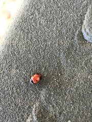 Endomychus biguttatus