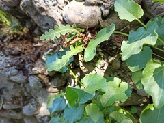 Asplenium ceterach