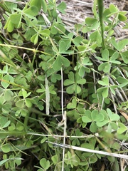 Oxalis perennans