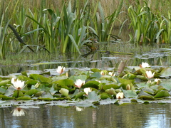 Nymphaea alba
