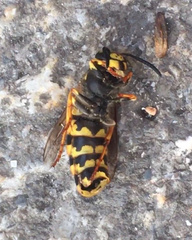 Vespula germanica