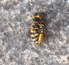 Vespula germanica