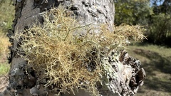 Usnea cornuta