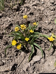 Ranunculus alismifolius