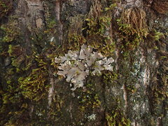 Peltigera collina