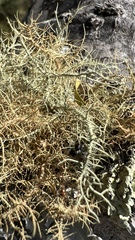 Usnea cornuta