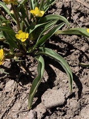 Ranunculus alismifolius