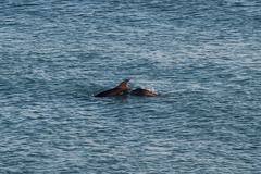 Tursiops truncatus ponticus