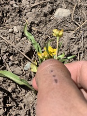 Ranunculus alismifolius