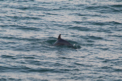 Tursiops truncatus ponticus