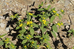 Flaveria trinervia