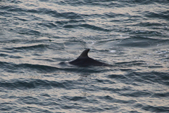 Tursiops truncatus ponticus