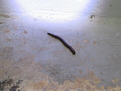 Cleidogona
