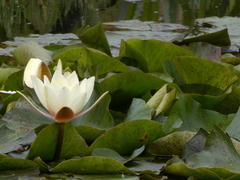 Nymphaea alba