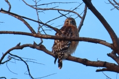 Buteo lineatus