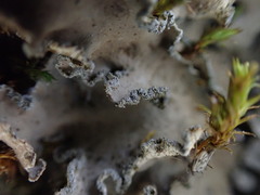 Peltigera collina