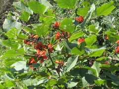 Erythrina breviflora