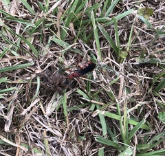 Tachypompilus ferrugineus