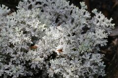 Pulchrocladia retipora