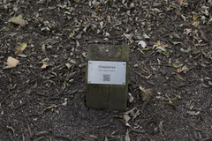 Vitex agnus-castus