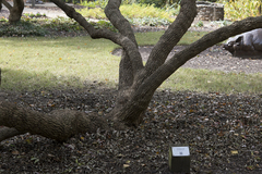 Vitex agnus-castus