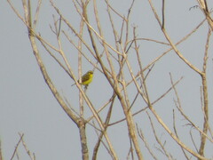 Crithagra mozambica