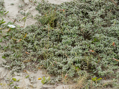 Oenothera drummondii