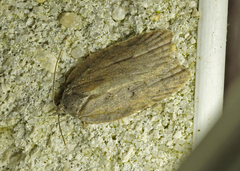 Acleris sparsana