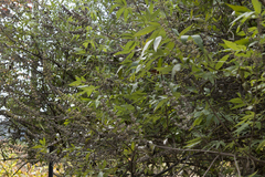 Vitex agnus-castus