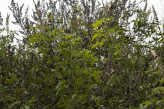 Vitex agnus-castus